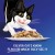 Felix Purina Kitten As Good As It Looks Kitten Menus in Jelly Wet Cat Food (85g, Pack of 60)