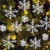 ORCHID M® 63pcs White Glitter Snowflake Ornaments for Christmas Tree & Winter Décor